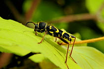 Male Wasp beetle (Clytus arietis) everting endophallus intromittent organ a few minutes after mating, Wiltshire, UK