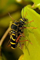 Wasp beetles (Clytus arietis) pair mating, Wiltshire, UK