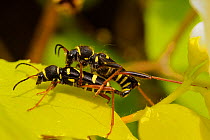 Wasp beetle (Clytus arietis) pair mating, Wiltshire, UK