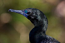 Little Black Cormorant (Phalacrocorax sulcirostris) SE Queensland, Australia, March