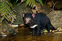 Tasmanian Devil (Sarcophilus harrisi) female at water, captive, Tasmania, Australia, Endangered Species, March 2OO9