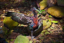 Glossy Ibis (Plegadis falcinellus) standing in patch of sunlight, drying out after bathing, Lamington National Park, SE Queensland, Australia, March