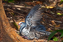 Wonga Pigeon (Leucosarcia melanoleuca) sunbathing, Lamington National Park, SE Queensland, Australia, March