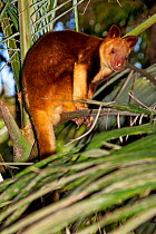 Goodfellow's Tree Kangaroo (Dendrolagus goodfellowi) in tree, captive, Papua New Guinea, Endangered Species, March 2009