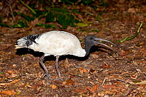 Australian / Indonesian White Ibis (Threskiornis molucca) catching a pebble in its beak, to swallow and hold in its crop, Burleigh Heads, SE Queensland, Australia, March
