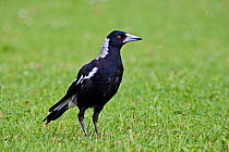 Australian / Black backed magpie (Gymnorhina tibicen) on lawn, Burleigh Heads, S Queensland, Australia, March