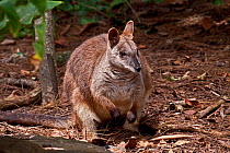 Proserpine Rock Wallaby (Petrogale persephone) Whitsunday region, NE Queensland, Endangered Species, Australia, March