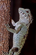 Southern Angle-headed Dragon (Gonocepalus / Hypsilurus spinipes) SE Queensland, Australia, March