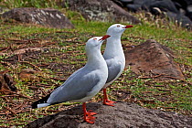 Silver Gull (Chroicocephalus novaehollandiae) pair on rock on ground, Burleigh Heads, SE Queensland, Australia, March