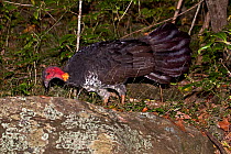 Australian Brush-turkey (Alectura lathami lathami) Burleigh Heads, SE Queensland, Australia, March