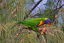 Rainbow Lorikeet (Trichoglossus haematodus moluccanus) feeding in Casuarina tree, Burleigh Heads, SE Queensland, Australia