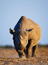 Black Rhinoceros [Diceros bicornis] charging forward, Etosha National Park, Namibia, June, Critically endangered