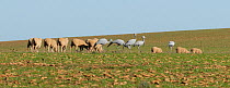Blue Cranes (Grus paradisea / Anthropoides paradiseus) feeding beside flock of sheep, The Overberg, Western Cape, South Africa. Vulnerable species.