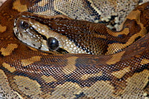 African Rock Python (Python natalensis) juvenile hatchling, Eastern Cape, South Africa