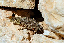 Southern Rock Agama (Agama atra) female basking on wall, DeHoop NR, Western Cape, South Africa