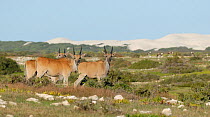 Eland (Tragelaphus / Taurotragus oryx) DeHoop NR, Western Cape, South Africa
