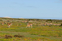 Eland (Tragelaphus / Taurotragus oryx) large herd grazing, DeHoop NR, Western Cape, South Africa