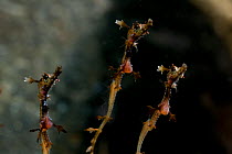 Weedy sea dragons (Phyllopteryx taeniolatus) babies, with yolk sacs still visible, wild-caught but filmed in captive conditions under licence, from the coast around south Australia