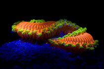 Bearded fireworm {Hermodice carunculata} collected in shallow waters off the coast of Little San Salvador, Bahamas and photographed under captive conditions, photographed under blue light to show natu...