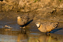 Yellow-throated sand grouse {Pterocles gutturalis} pair at water, male on right, Katavi National Park, southern Tanzania.