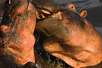 Hippotamus {Hippopotamus amphibius} fighting in a drying river bed, Katavi National Park, Tanzania, December.