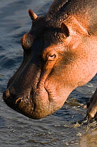 Hippotamus {Hippopotamus amphibius} showing scarred face, Katavi National Park, Tanzania, December.