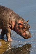 Hippotamus {Hippopotamus amphibius} juvenile at water, Katavi National Park, Tanzania, December.