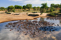 Hippotamus {Hippopotamus amphibius} large group wallowing in a drying river bed, Katavi National Park, Tanzania, December.