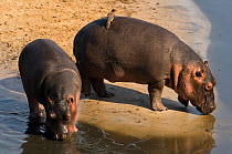 Hippotamus {Hippopotamus amphibius} pair at drying river bed, one with Red Oxpecker, Katavi National Park, Tanzania, December.