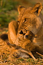 African lioness {Panthera leo} playing with a young buck that she has recently caught and is about to kill and eat, Katavi National Park, Tanzania.