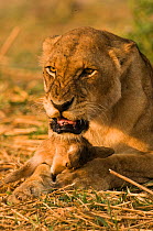 African lioness {Panthera leo} snarling to protect her kill of a young buck that she has recently caught and is about to eat, Katavi National Park, Tanzania.