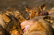 African lion cubs {Panthera leo} feeding on a hippo kill,  Katavi NP, Tanzania.