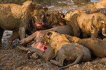 African lions {Panthera leo} feeding on hippo kill in drying river bed, Katavi NP, Tanzania.