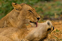 African lionesses {Panthera leo} licking each other as part of the social bonding within the pride, Katavi NP, Tanzania.