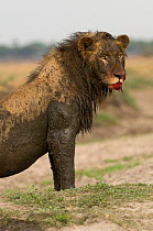 African lion {Panthera leo} male covered in mud and blood after feeding on a hippo kill, Katavi NP, Tanzania.