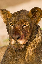 African lion {Panthera leo} female covered in mud and blood after feeding on a hippo kill, Katavi NP, Tanzania.