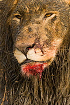African lion {Panthera leo} male covered in mud and blood after feeding on a hippo kill, Katavi NP, Tanzania.