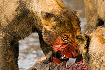 African lion {Panthera leo} snarling female covered in mud and blood feeding on a hippo kill, Katavi NP, Tanzania.