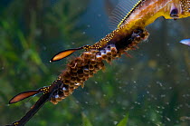 Eggs attached to the underbelly of the male Weedy sea dragon (Phyllopteryx taeniolatus) wild-caught but filmed in captive conditions under licence, from the coast around south Australia