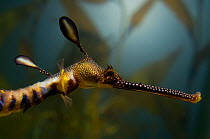 Weedy seadragon (Phyllopteryx taeniolatus) wild-caught but filmed in captive conditions under licence, from the coast around south Australia