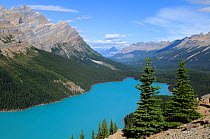 View over Peyto Lake, Banff National Park, Rocky Mountains, Alberta, Canada, September 2009