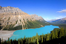 Peyto Lake showing silt deposition from glacier, Banff National Park, Rocky Mountains, Alberta, Canada, September 2009