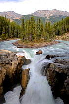 Sunwapta river falls with a small tree covered island in the river, Jasper National Park, Rocky Mountains, Alberta, Canada, September 2009