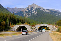 Wildlife passage for crossing over highway between Banff city and Lake Louise village, Banff National Park, Rocky Mountains, Alberta, Canada, September 2009