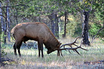 Male Elk (Cervus canadensis) in rut season, Jasper National Park, Rocky Mountains, Alberta, Canada