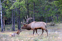 Elk (Cervus canadensis) pair in rut season, Jasper National Park, Rocky Mountains, Alberta, Canada