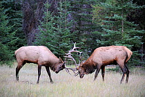 Two bull Elk (Cervus canadensis) sparing in the mating season, Jasper National Park, Rocky Mountains, Alberta, Canada