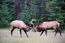 Two bull Elk (Cervus canadensis) sparing in the mating season, Jasper National Park, Rocky Mountains, Alberta, Canada
