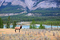 A bull Elk (Cervus canadensis) standing near a river, Jasper National Park, Rocky Mountains, Alberta, Canada