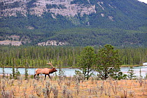 Bull Elk (Cervus canadensis) walking near river, Jasper National Park, Rocky Mountains, Alberta, Canada